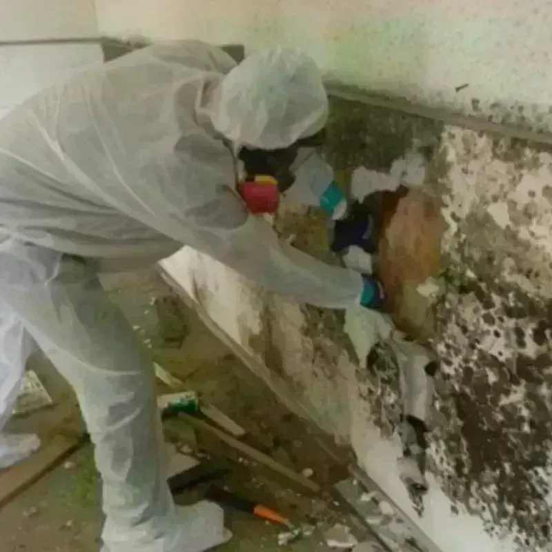 Mold Remediation and Removal in Ladonia, AL